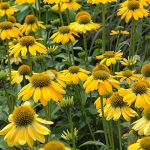 Echinacea Sombrero ‘Lemon Yellow’ Coneflower
