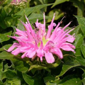 Monarda ‘Petite Wonder’