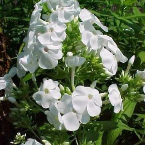 Phlox paniculata ‘David’