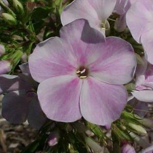 Phlox paniculata ‘Katherine’
