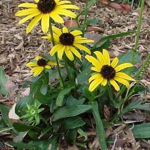Rudbeckia fulgida ‘Viette’s Little Suzy’