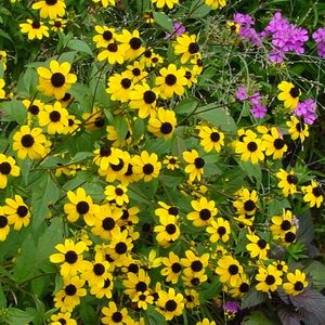 Rudbeckia triloba Three-Lobed Coneflower