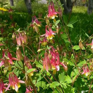 Aquilegia canadensis – Columbine Little Lanterns