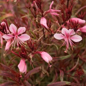 Gaura lindheimeri Passionate Rainbow