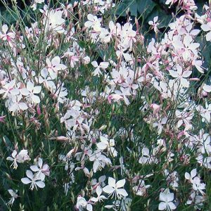 Gaura lindheimeri Walberton’s® Snow Fountain